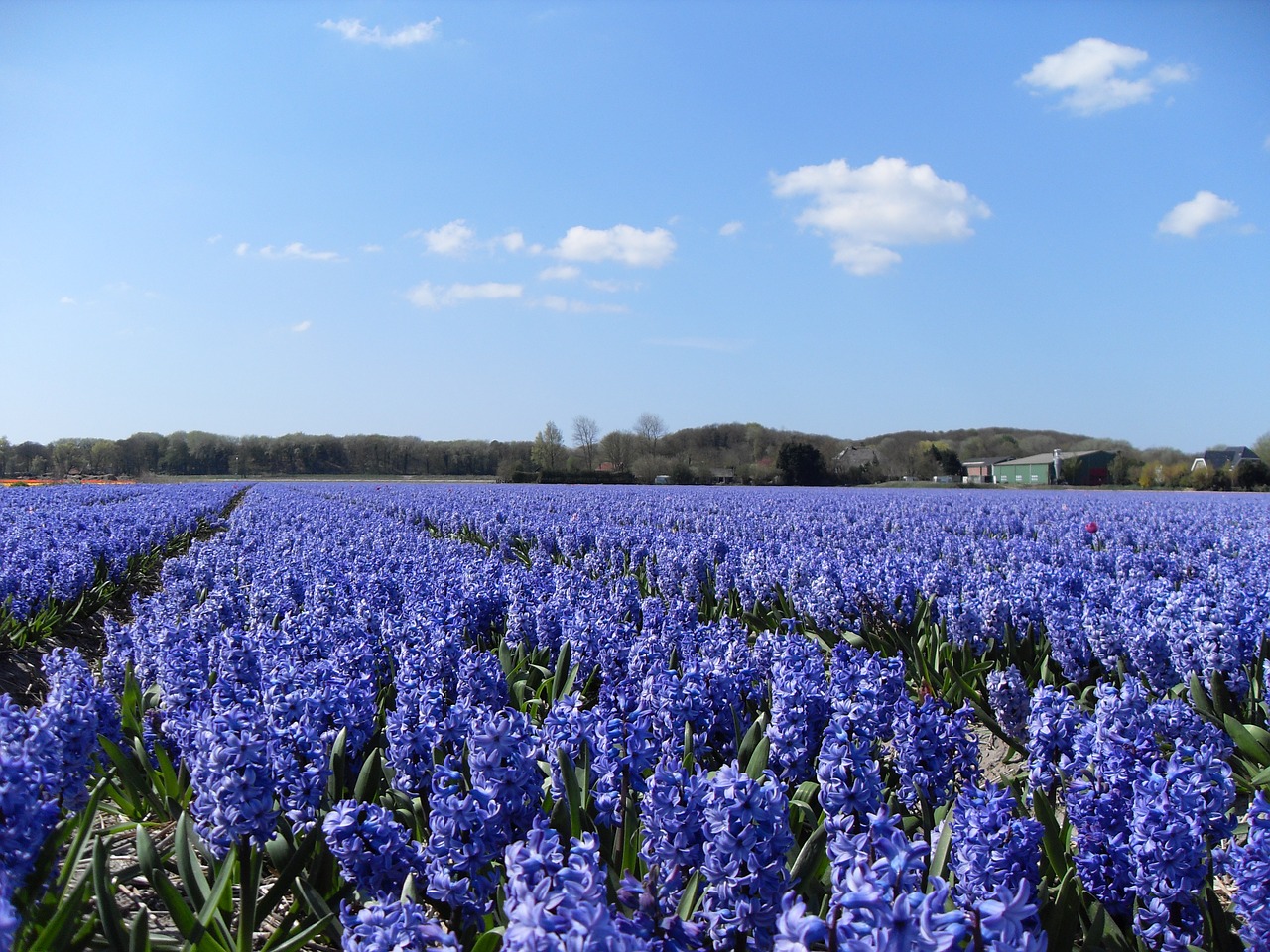 hyacinths paarsblauw nature free photo