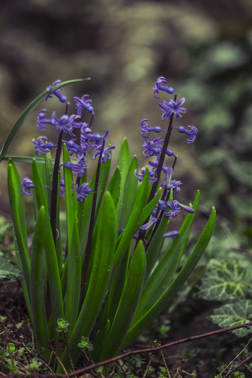 hyacinthus flower green free photo