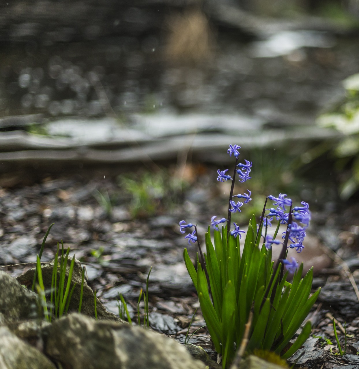 hyacinthus flower green free photo