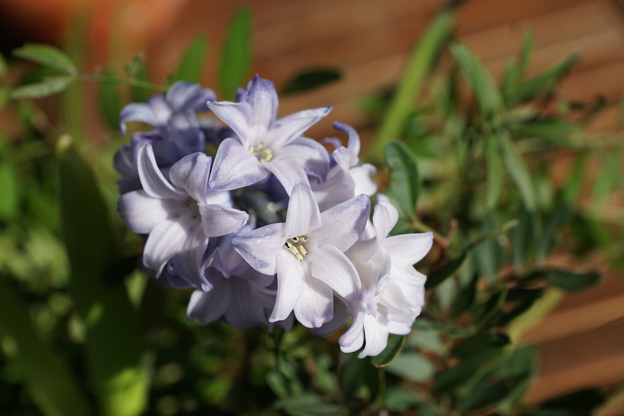 hyazinth flower blue free photo