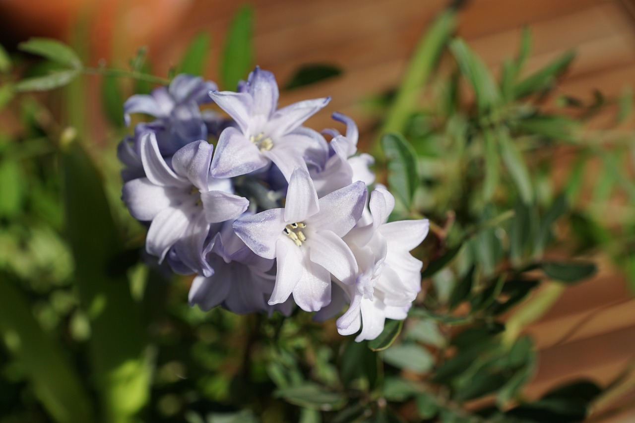 hyazinth flower blue free photo