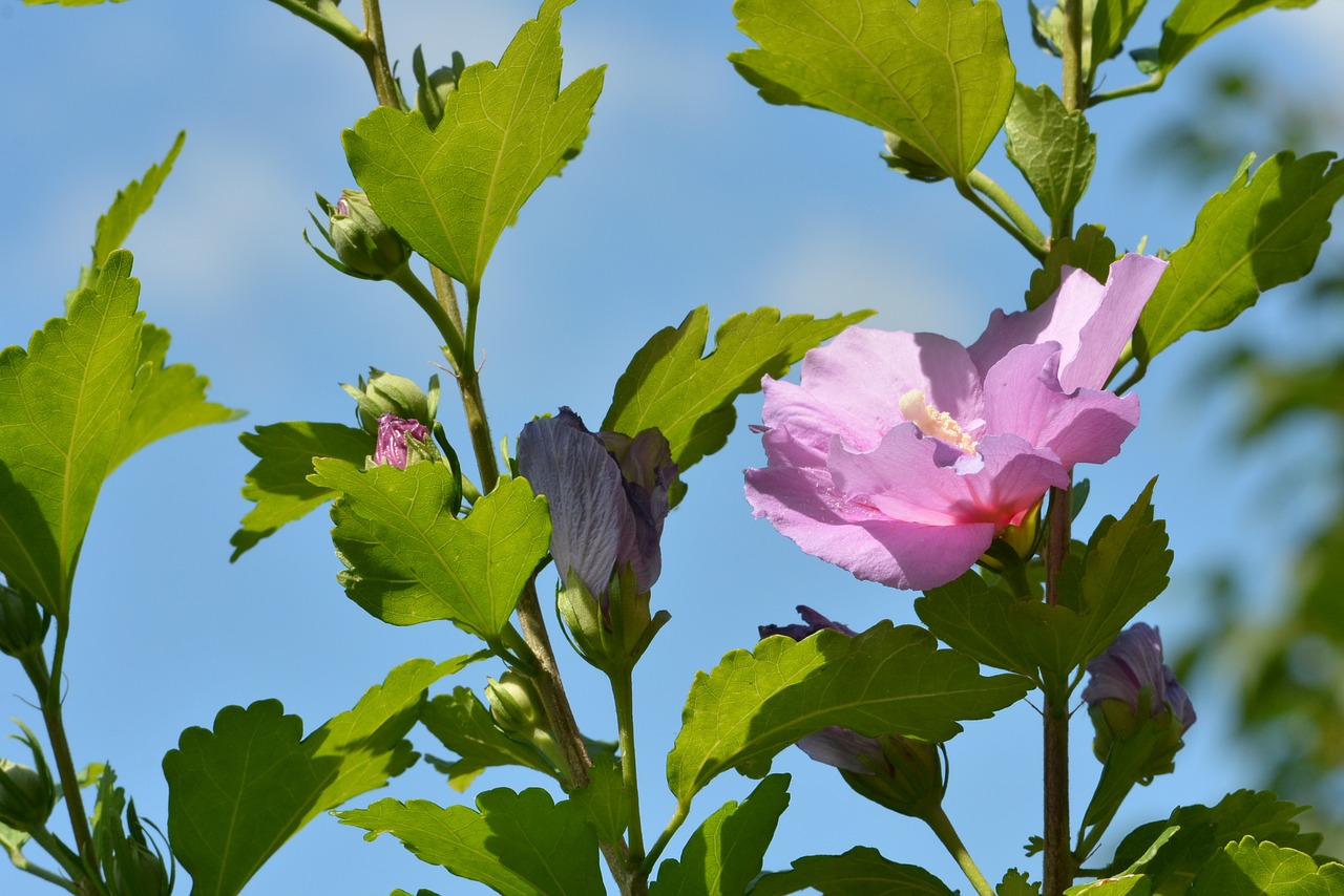 hybiscus  flower  flora free photo