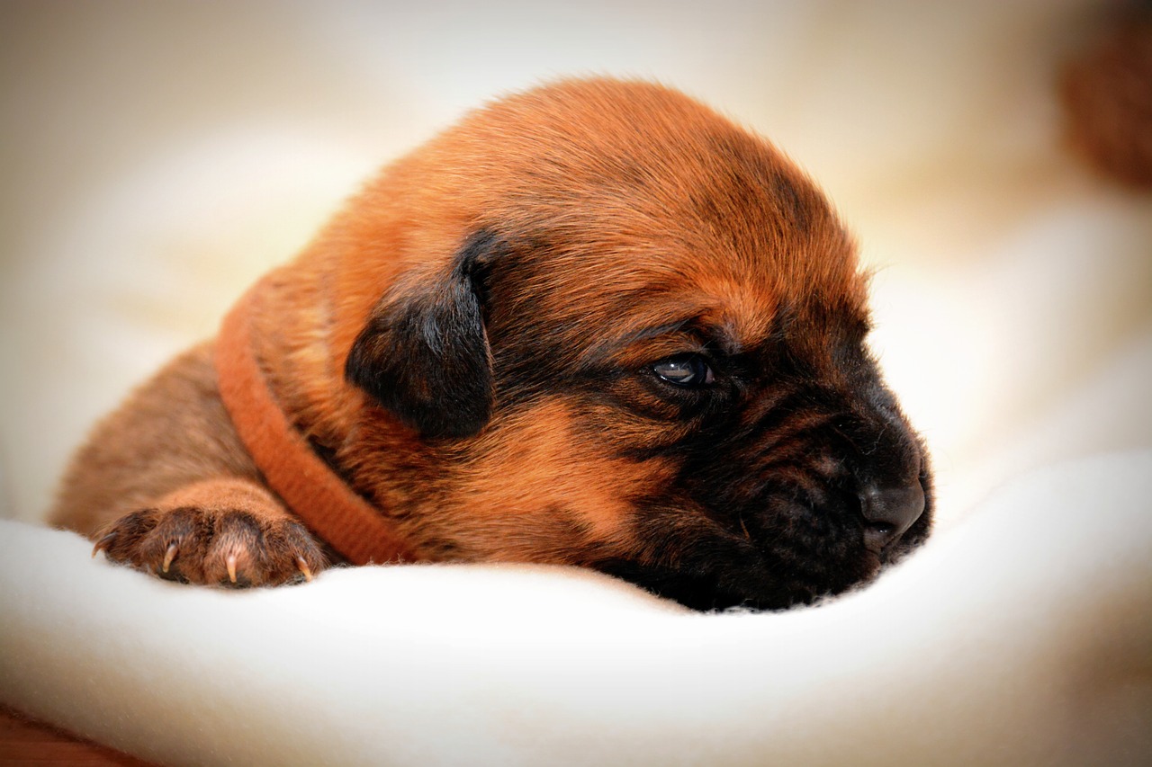 hybrid puppy dog free photo