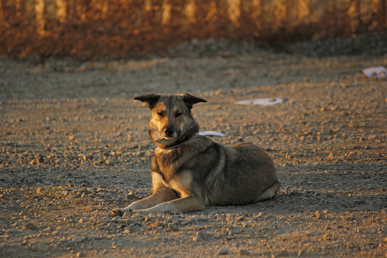 hybrid evening sun dog training free photo