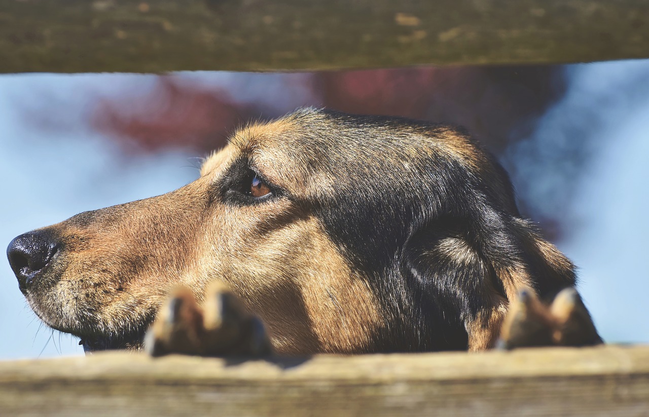 hybrid  dog  small dog free photo