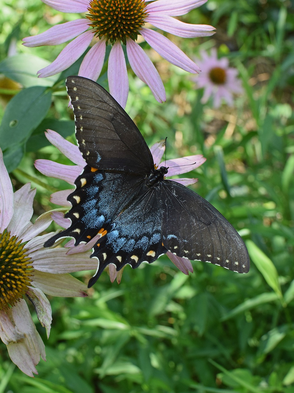 hybrid black swallowtail butterfly hybrid butterfly free photo