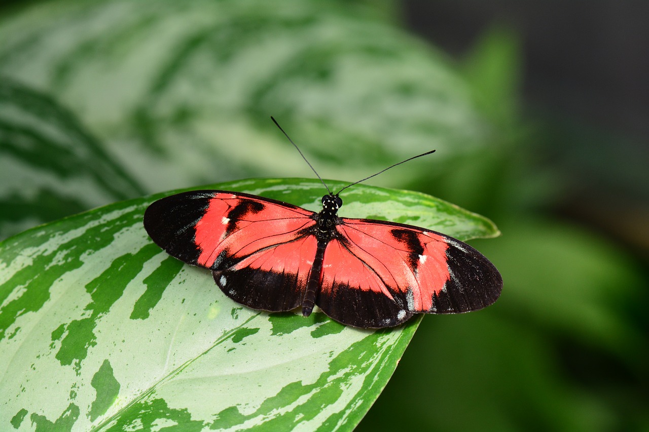 hybrid butterfly red and black butterfly butterfly free photo