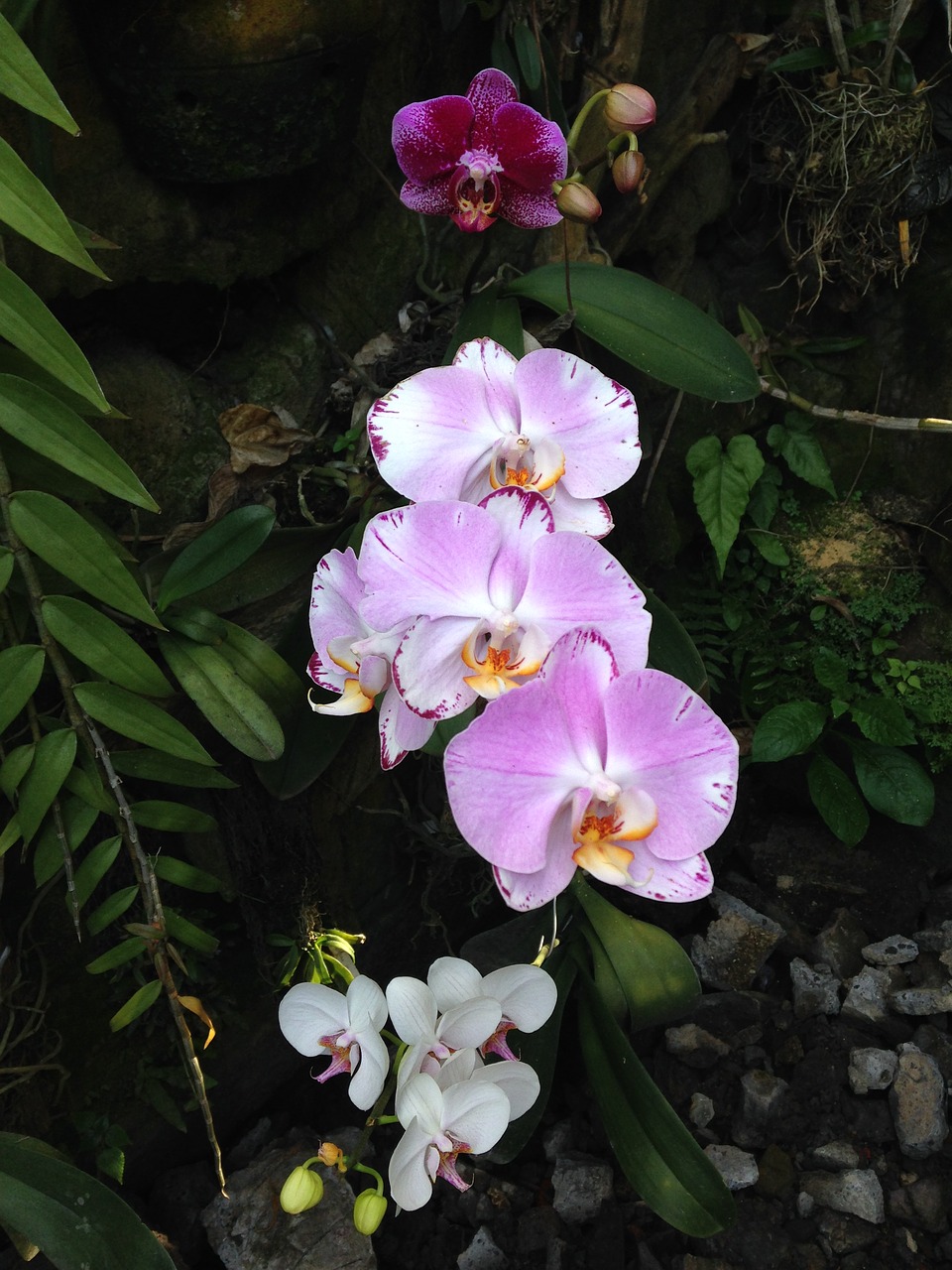hybrid orchid flower floral free photo