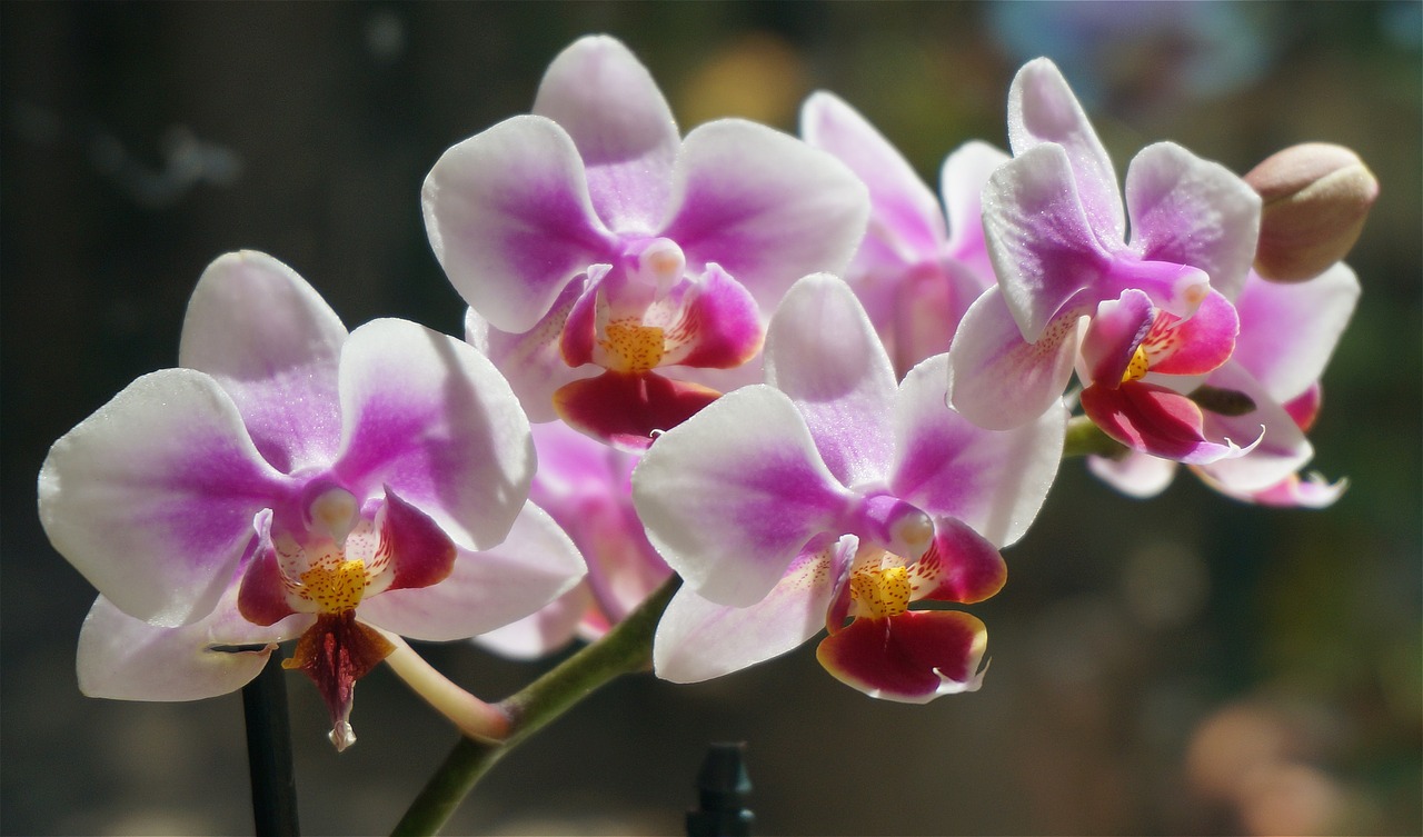 hybrid phalaenopsis phalaenopsis orchid free photo