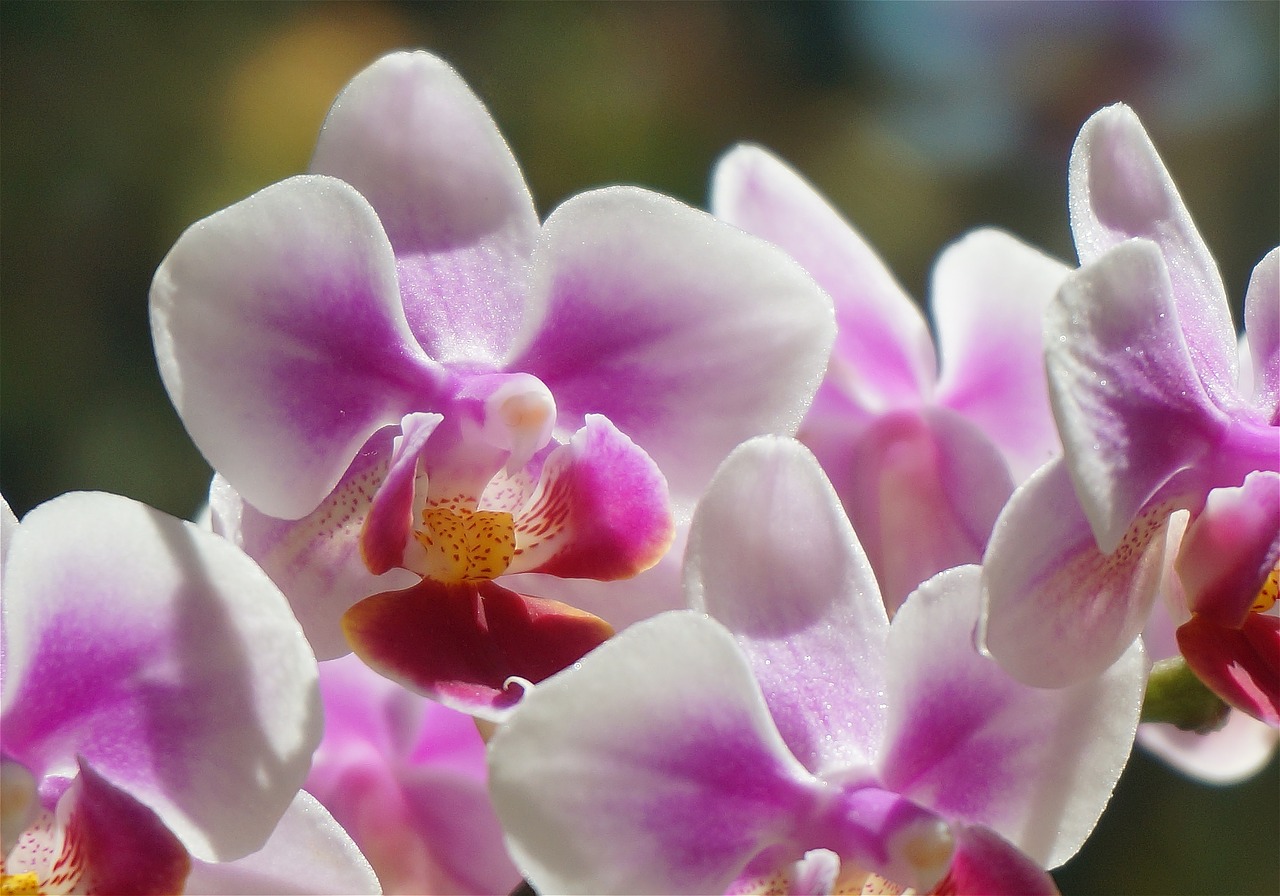 hybrid phalaenopsis phalaenopsis orchid free photo
