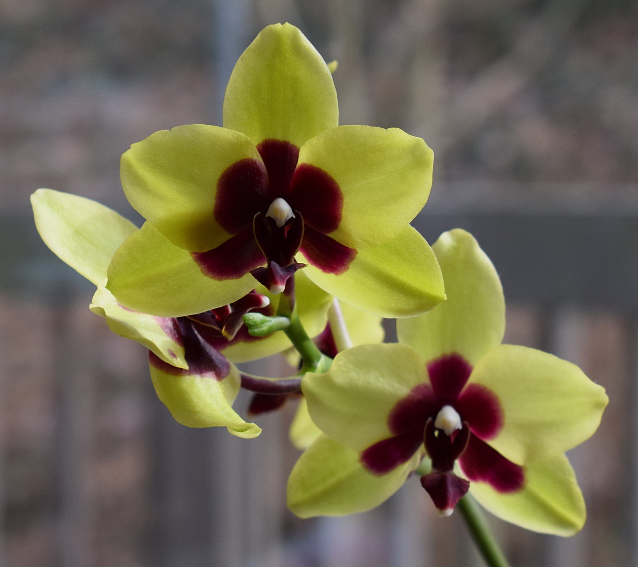 hybrid phalaenopsis phalaenopsis orchid free photo