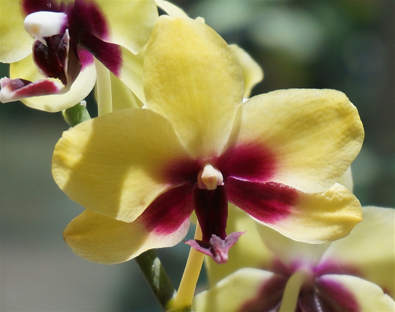 hybrid phalaenopsis close-up phalaenopsis orchid free photo
