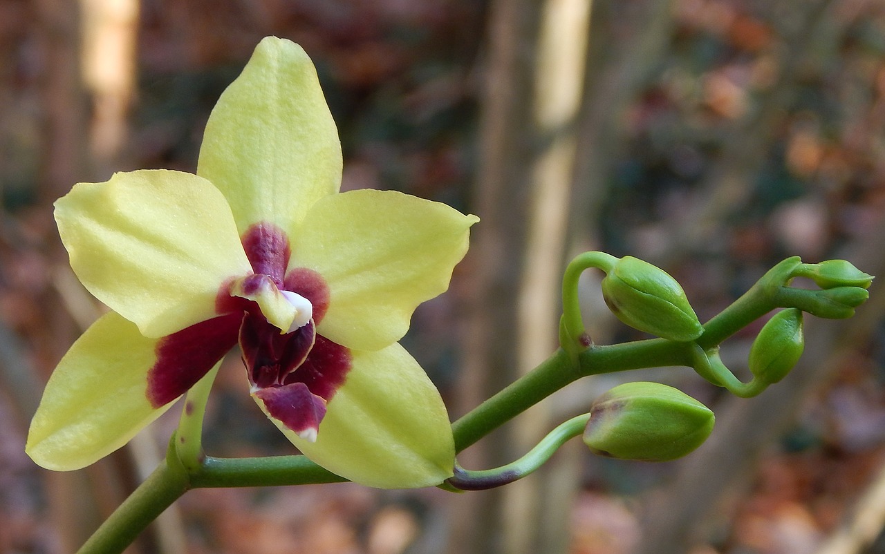 hybrid phalaenopsis with buds phalaenopsis orchid free photo
