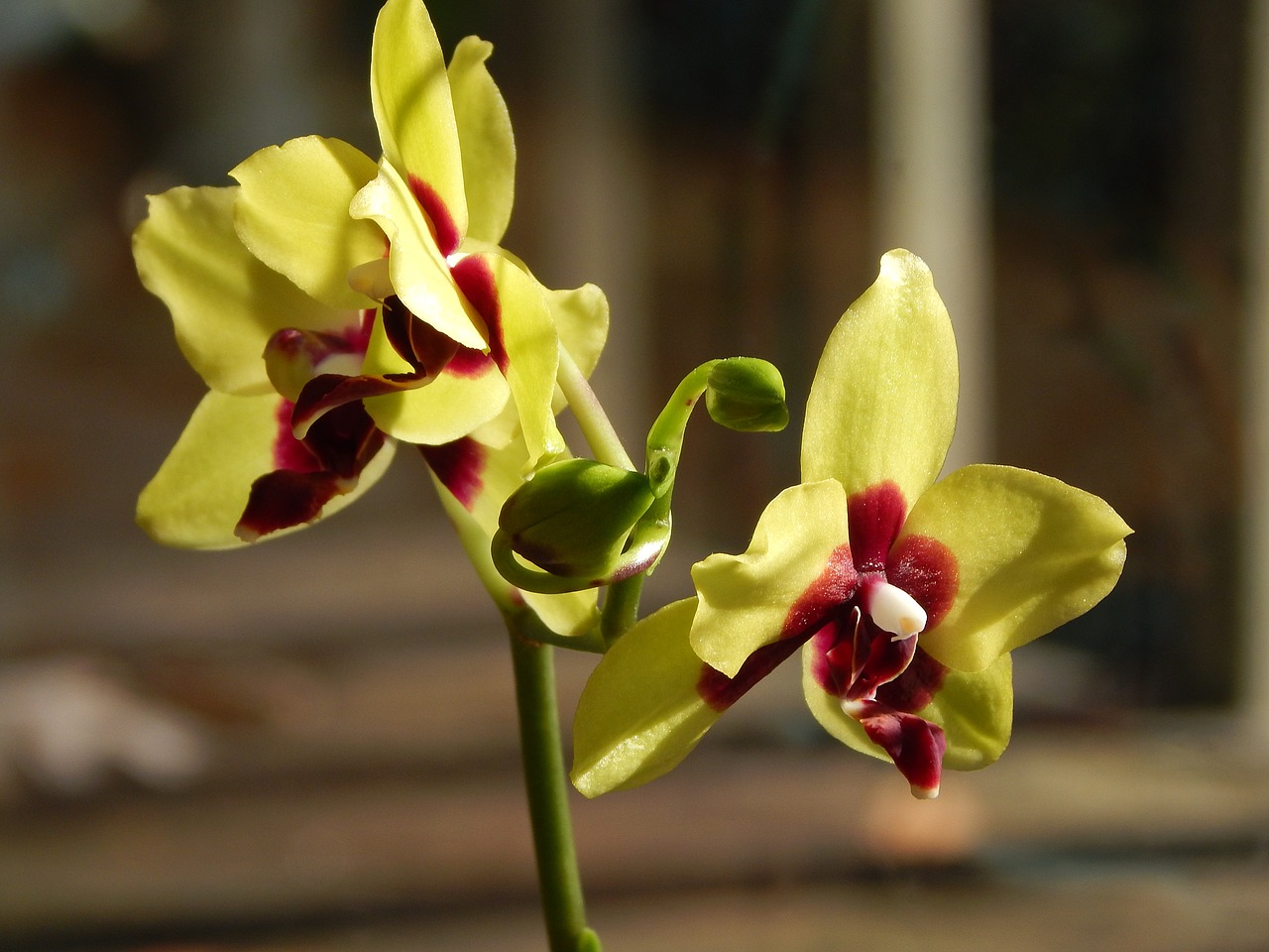 hybrid phalaenopsis with buds phalaenopsis orchid free photo