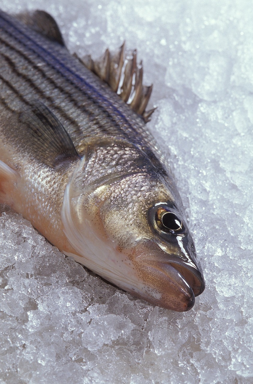 hybrid striped bass fish food free photo