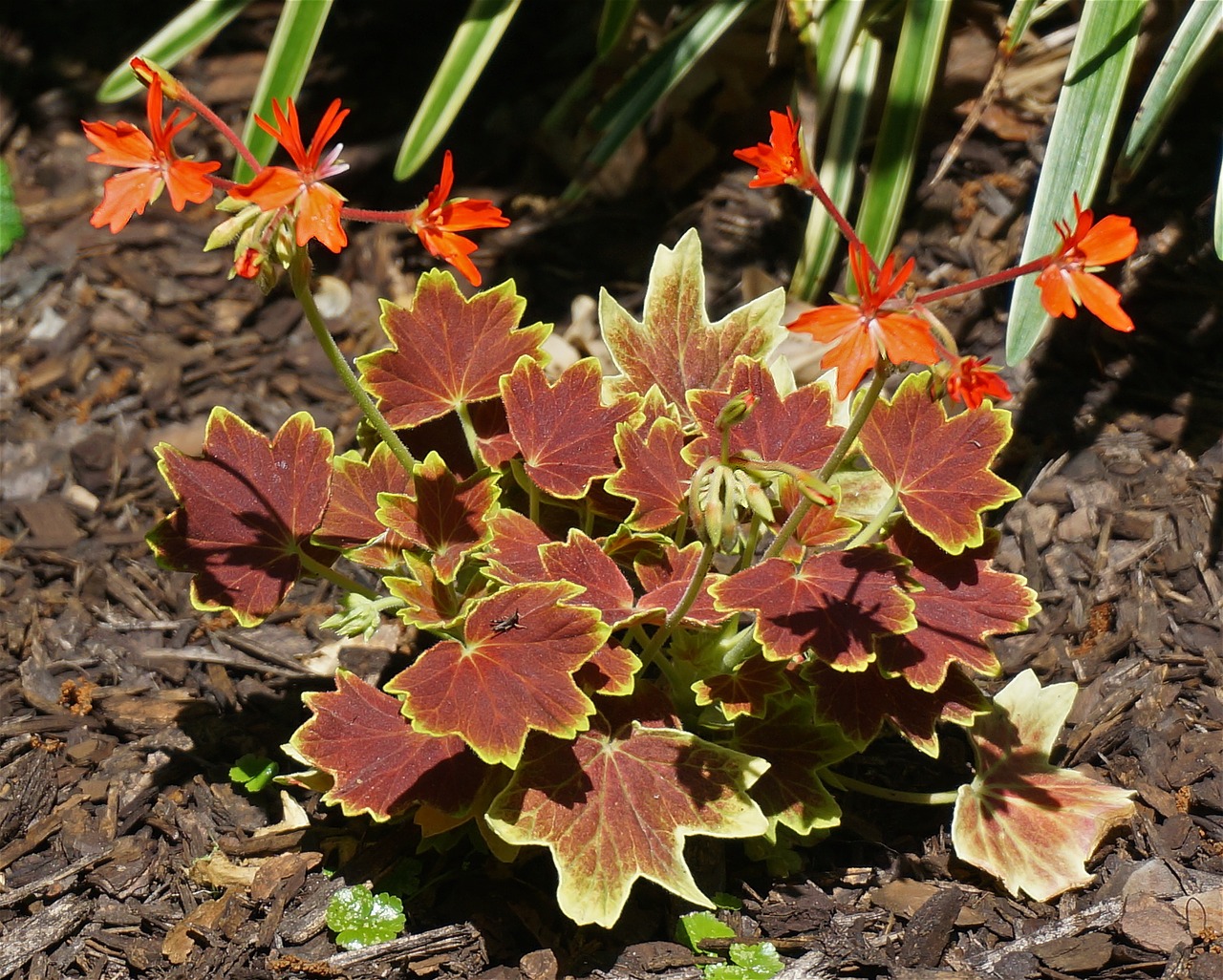 hybrid variegated geranium plant garden free photo