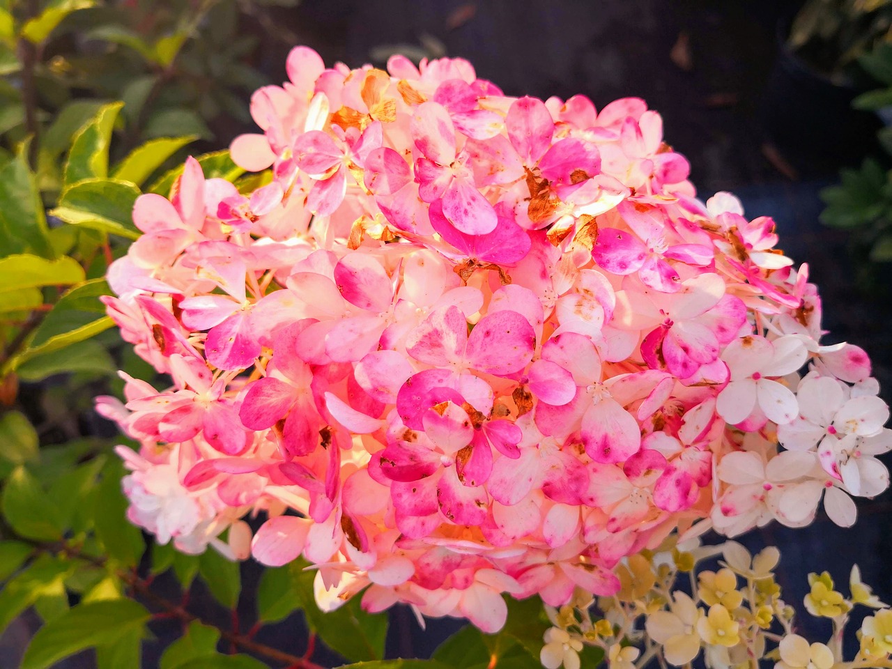 hydragea  flower  pink free photo