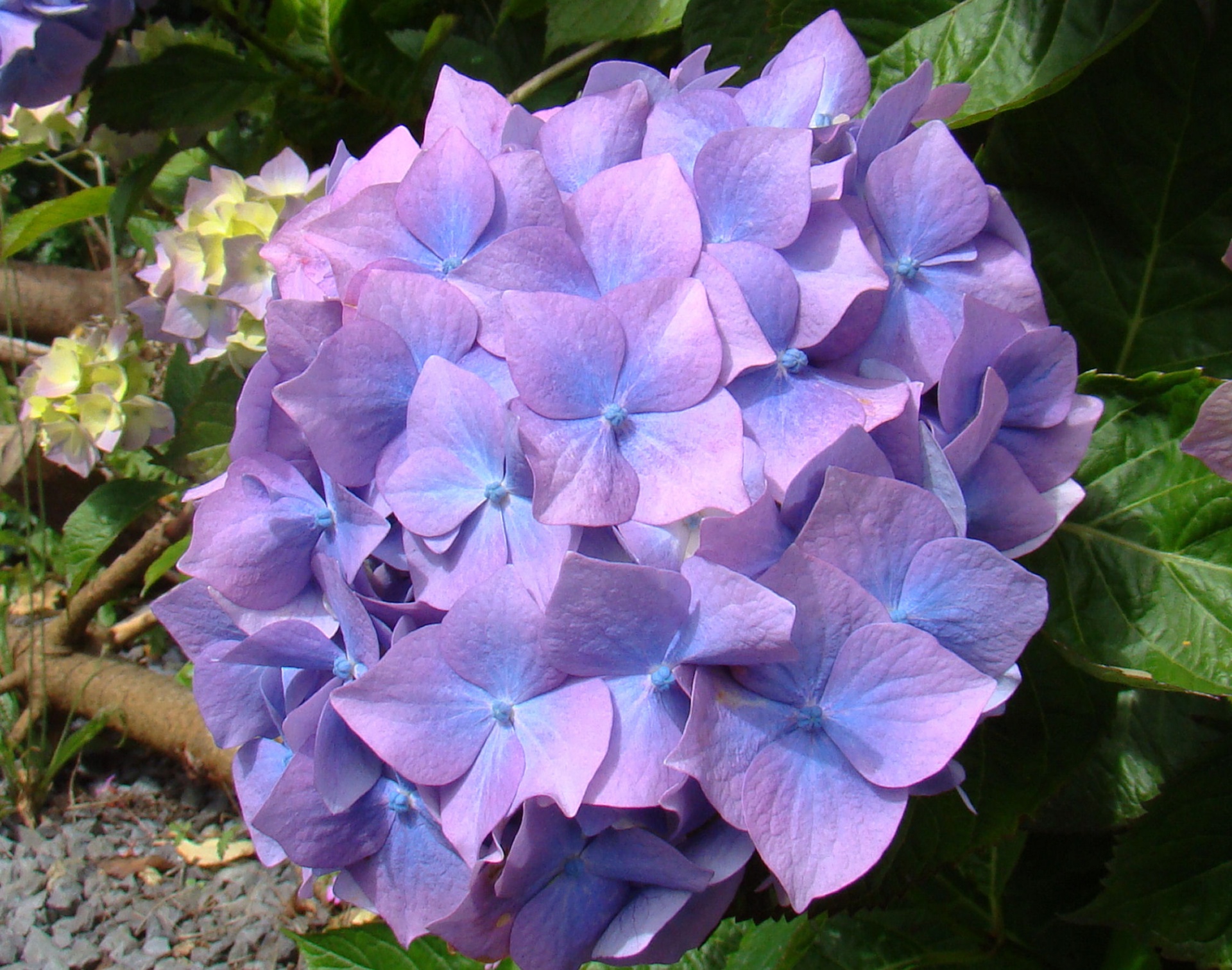 hydrangea flower ireland free photo