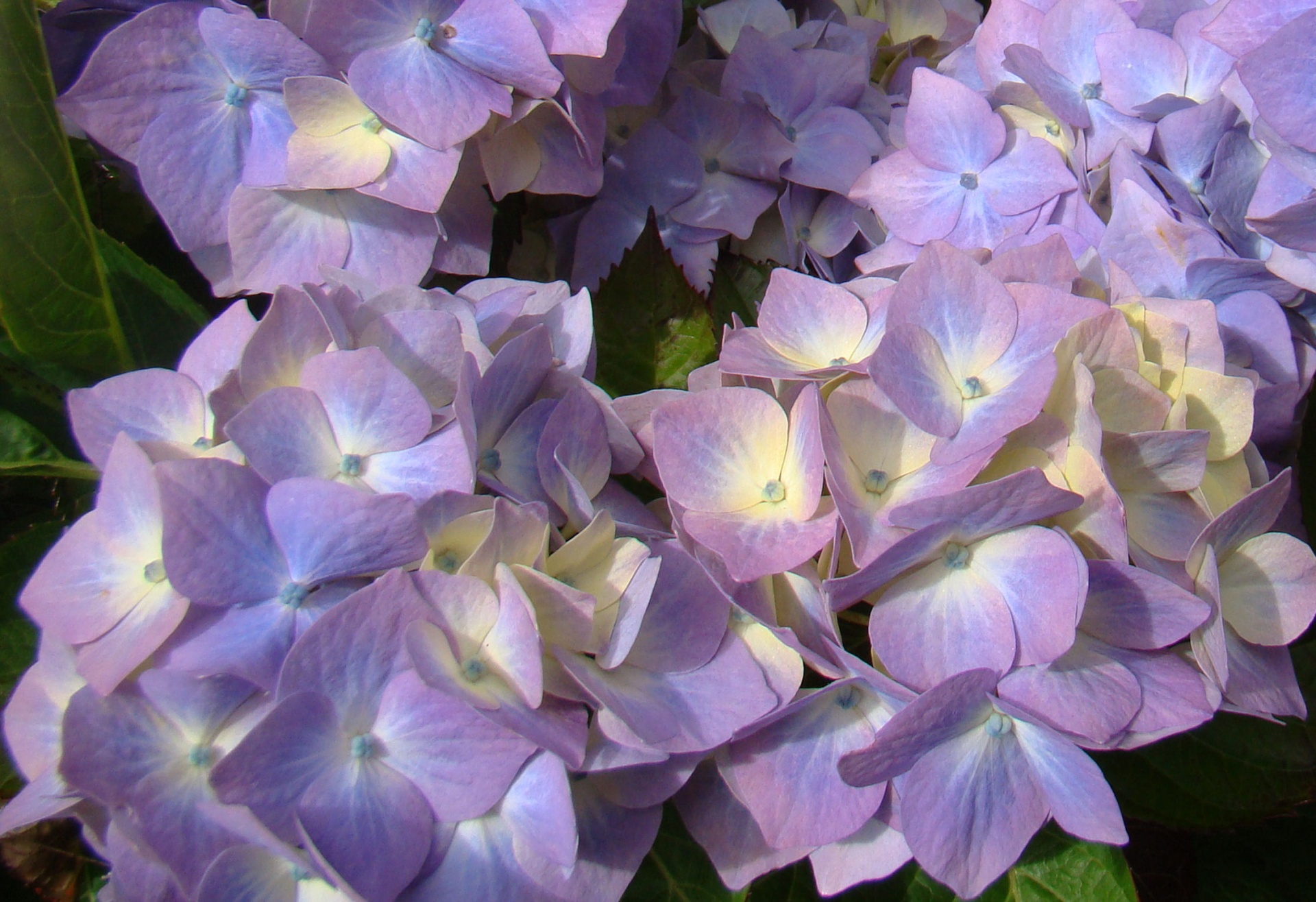 hydrangea flower ireland free photo