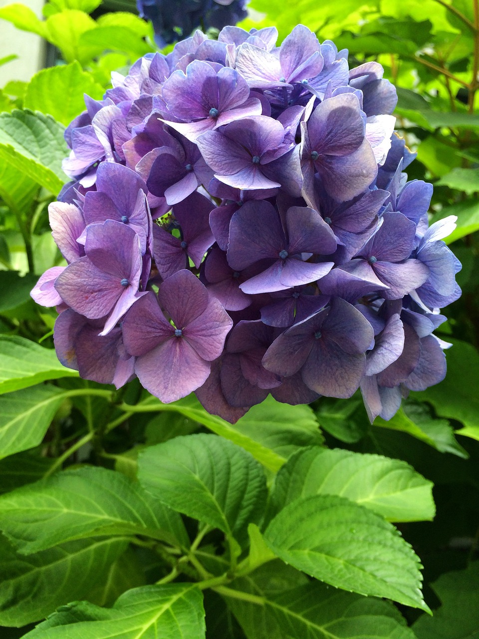 hydrangea purple blossom free photo