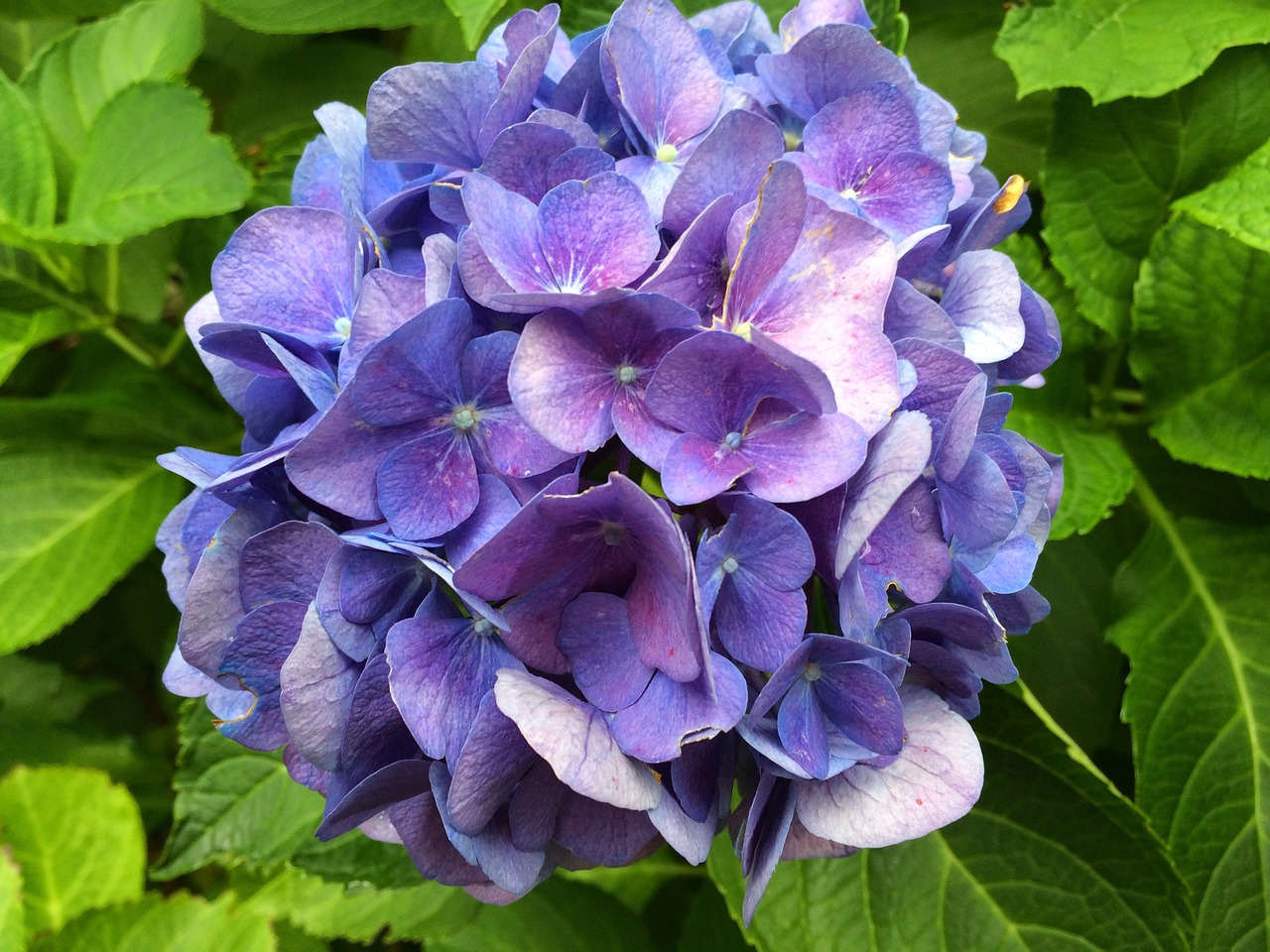 hydrangea blue blossom free photo
