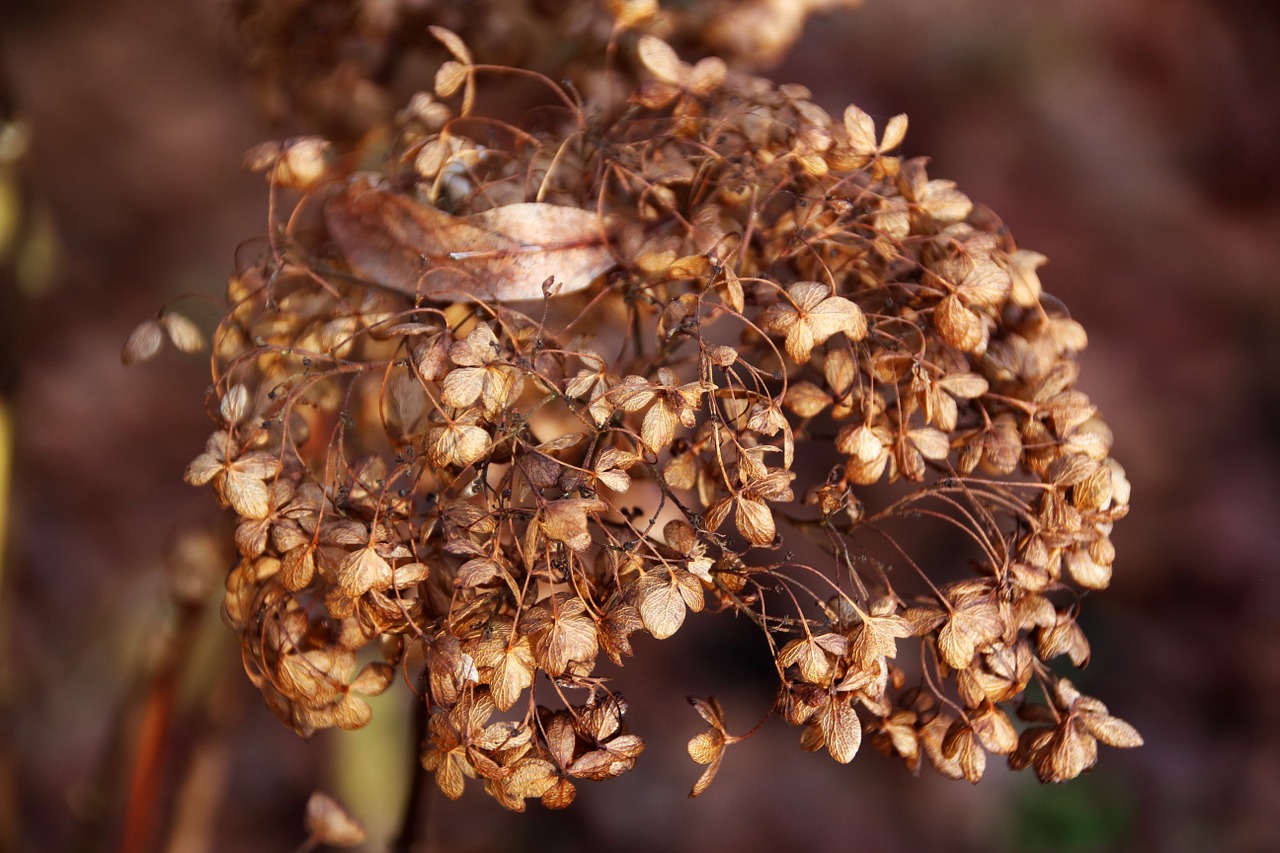 hydrangea autumn nature free photo