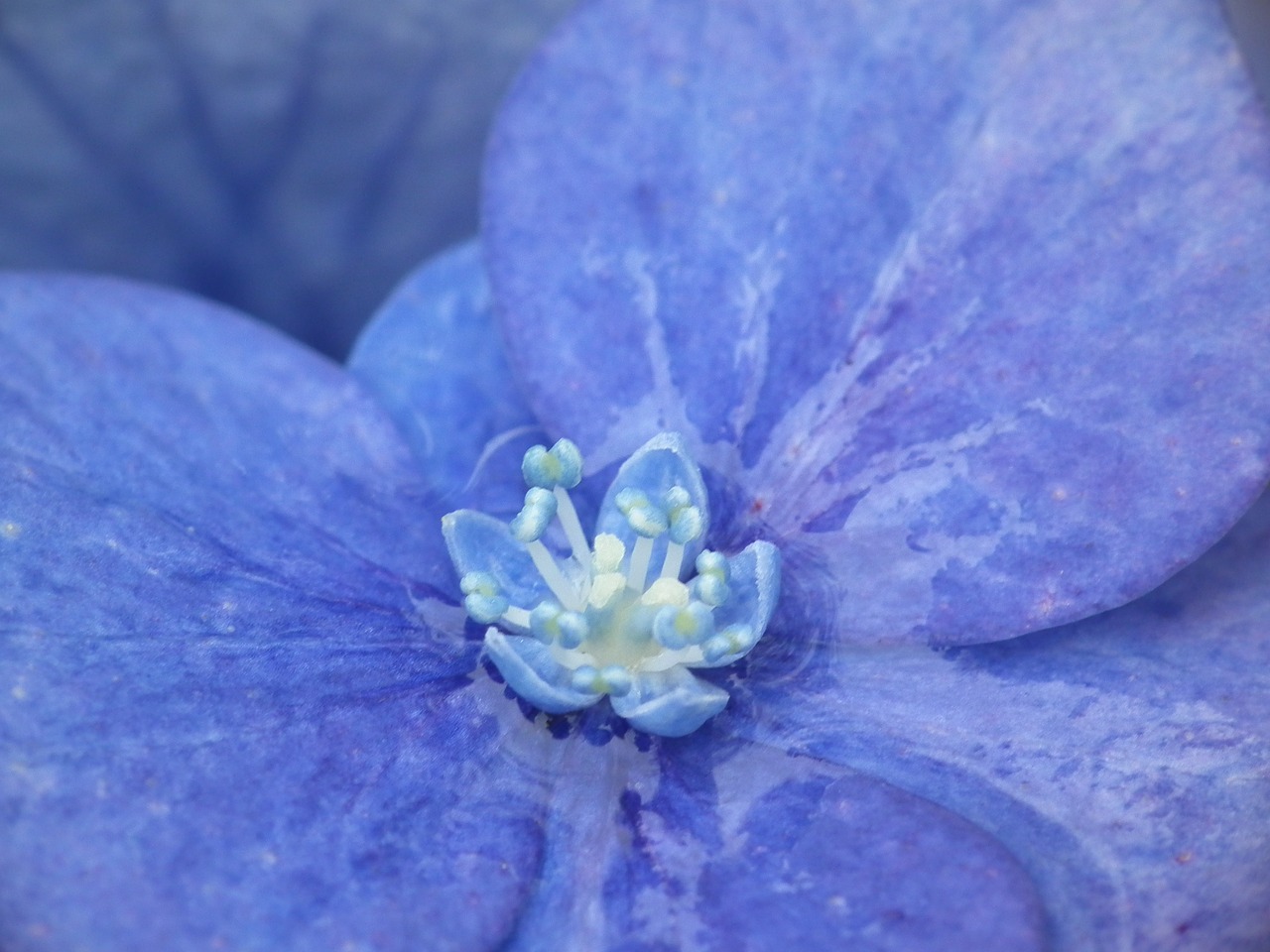 hydrangea blue close free photo