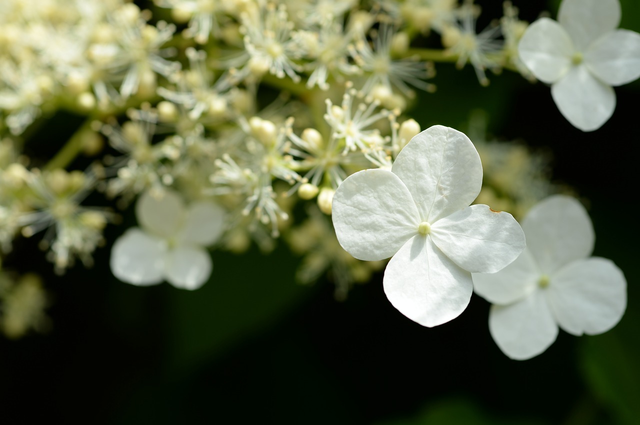 hydrangea white macro free photo