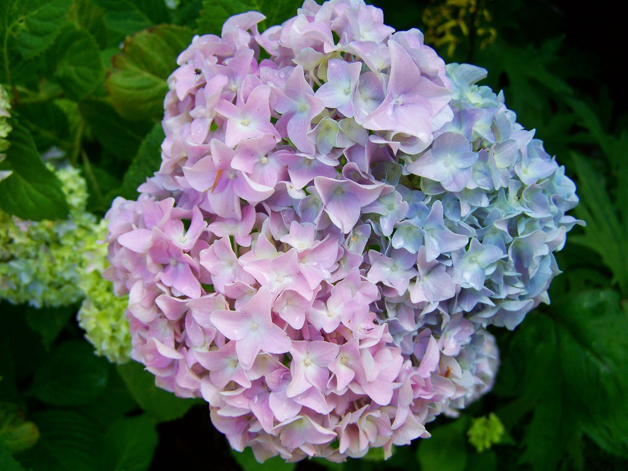 hydrangea a bluish-purple flower summer flower garden free photo