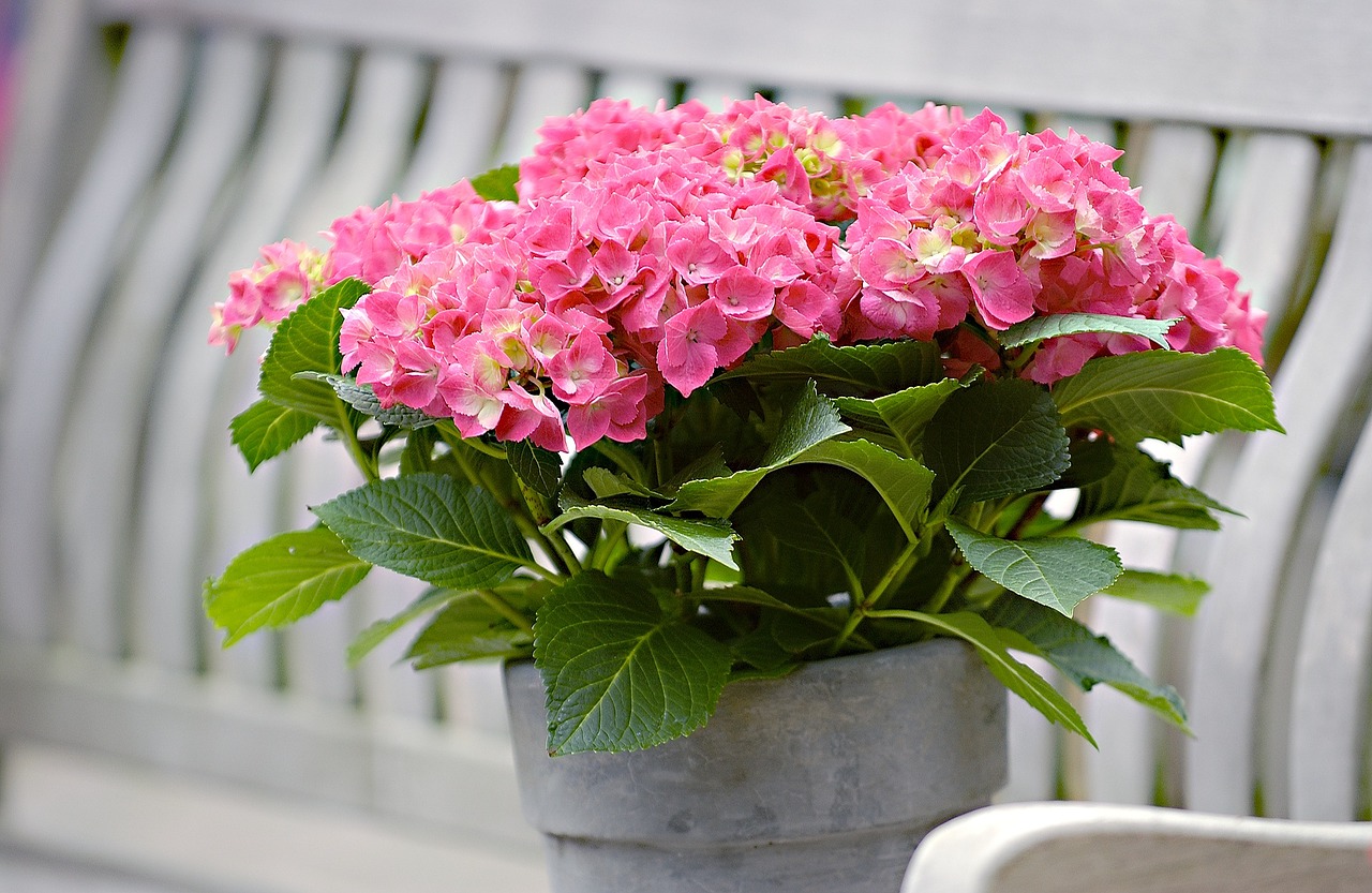 hydrangea garden summer free photo