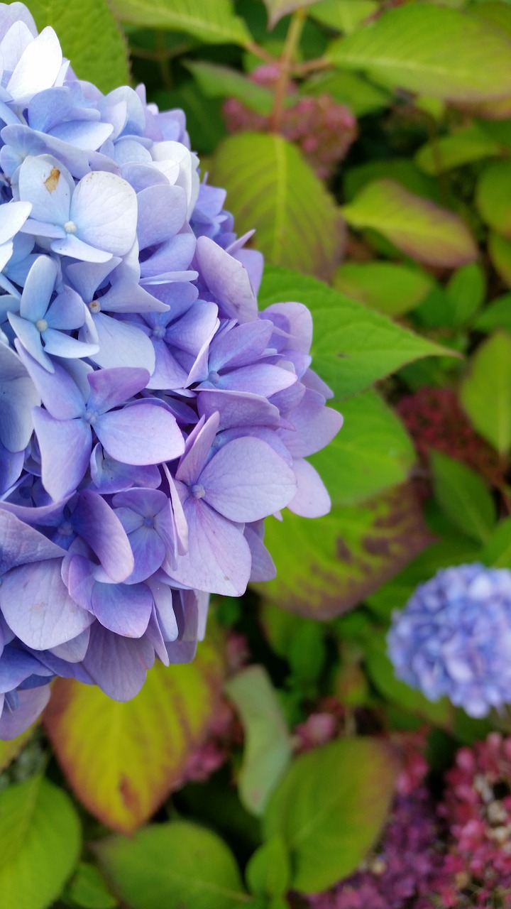 hydrangea flower blue free photo