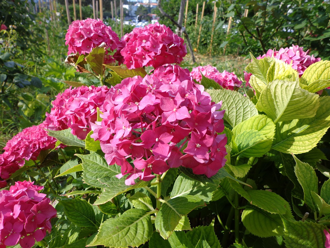 hydrangea flower summer free photo