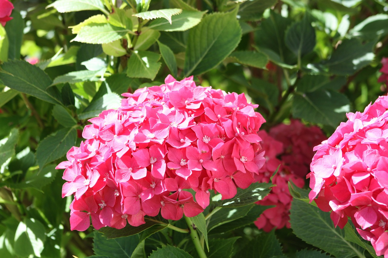 hydrangea blossom bloom free photo