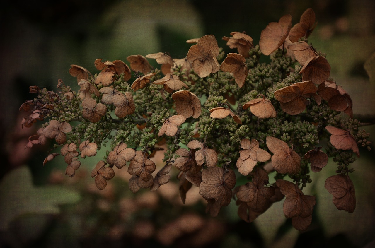 hydrangea flower nature free photo