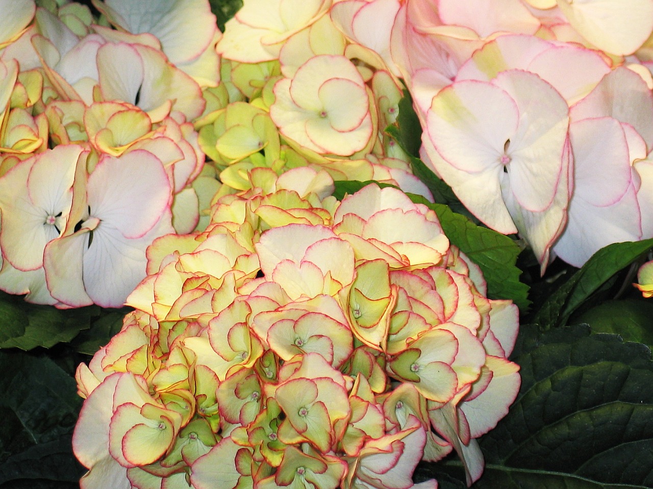 hydrangea decorative bush free photo