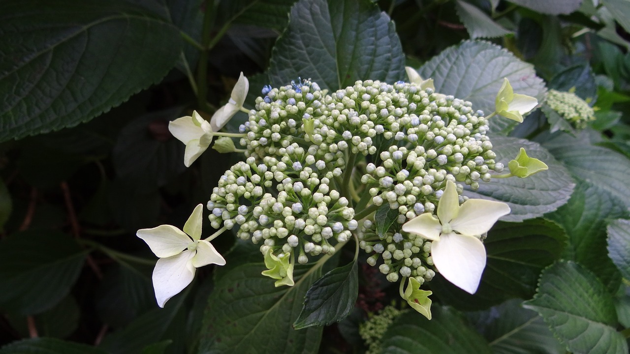 hydrangea flower nature free photo