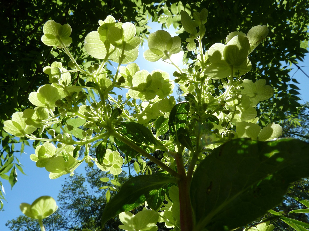 hydrangea garden plant free photo