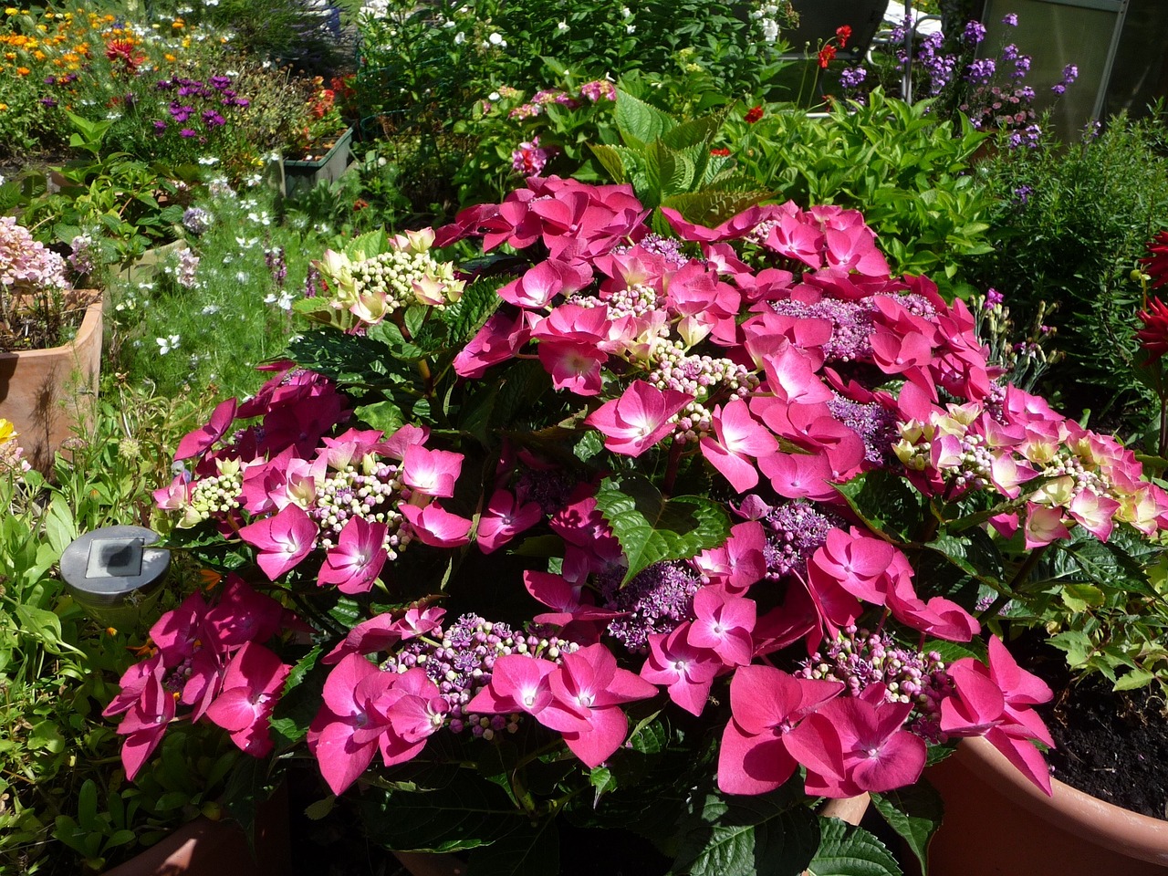 hydrangea flowers summer free photo