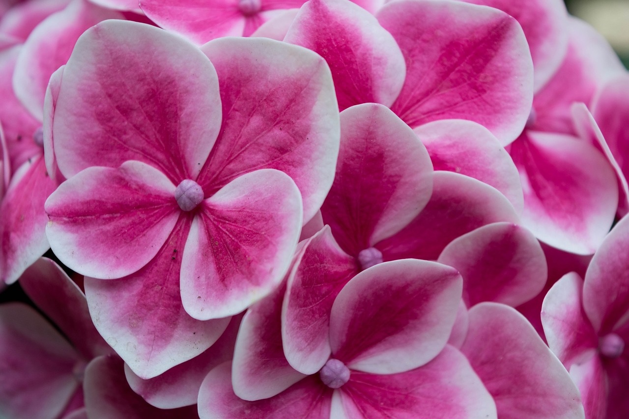 hydrangea colors flowers free photo