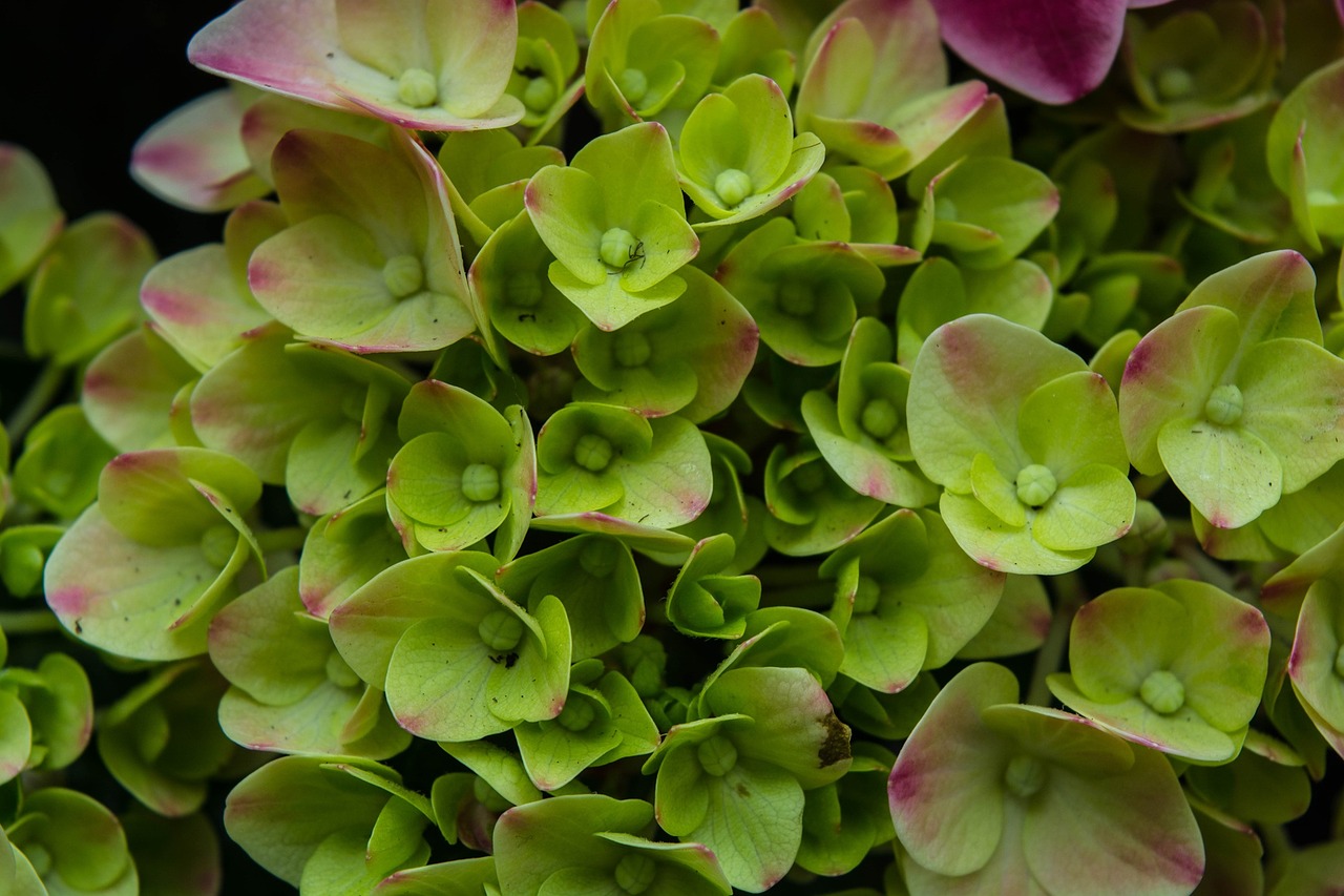 hydrangea flowers spring free photo