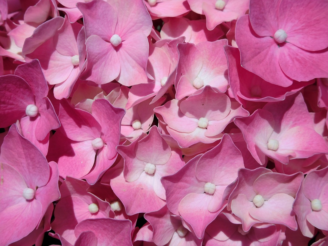 hydrangea pink hydrangea plant free photo