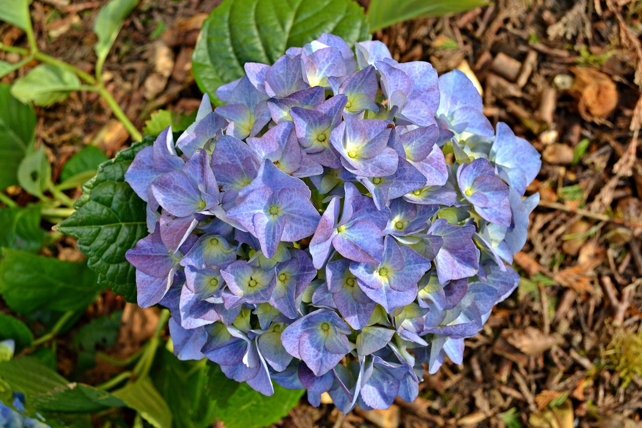 hydrangea flowers blue flowers free photo