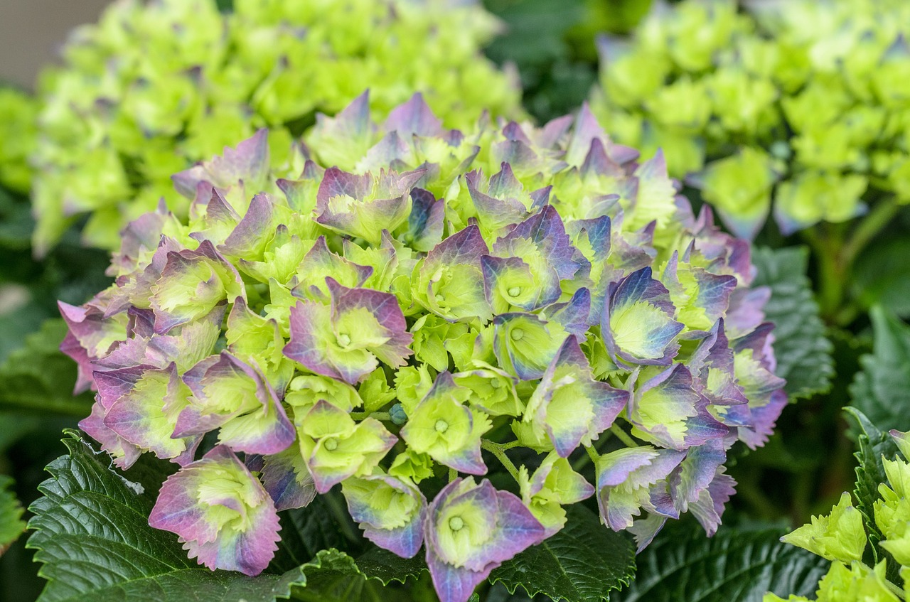 hydrangea neon green free photo