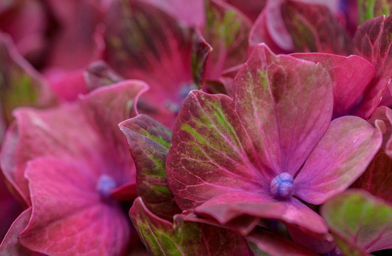 hydrangea hortensia green free photo