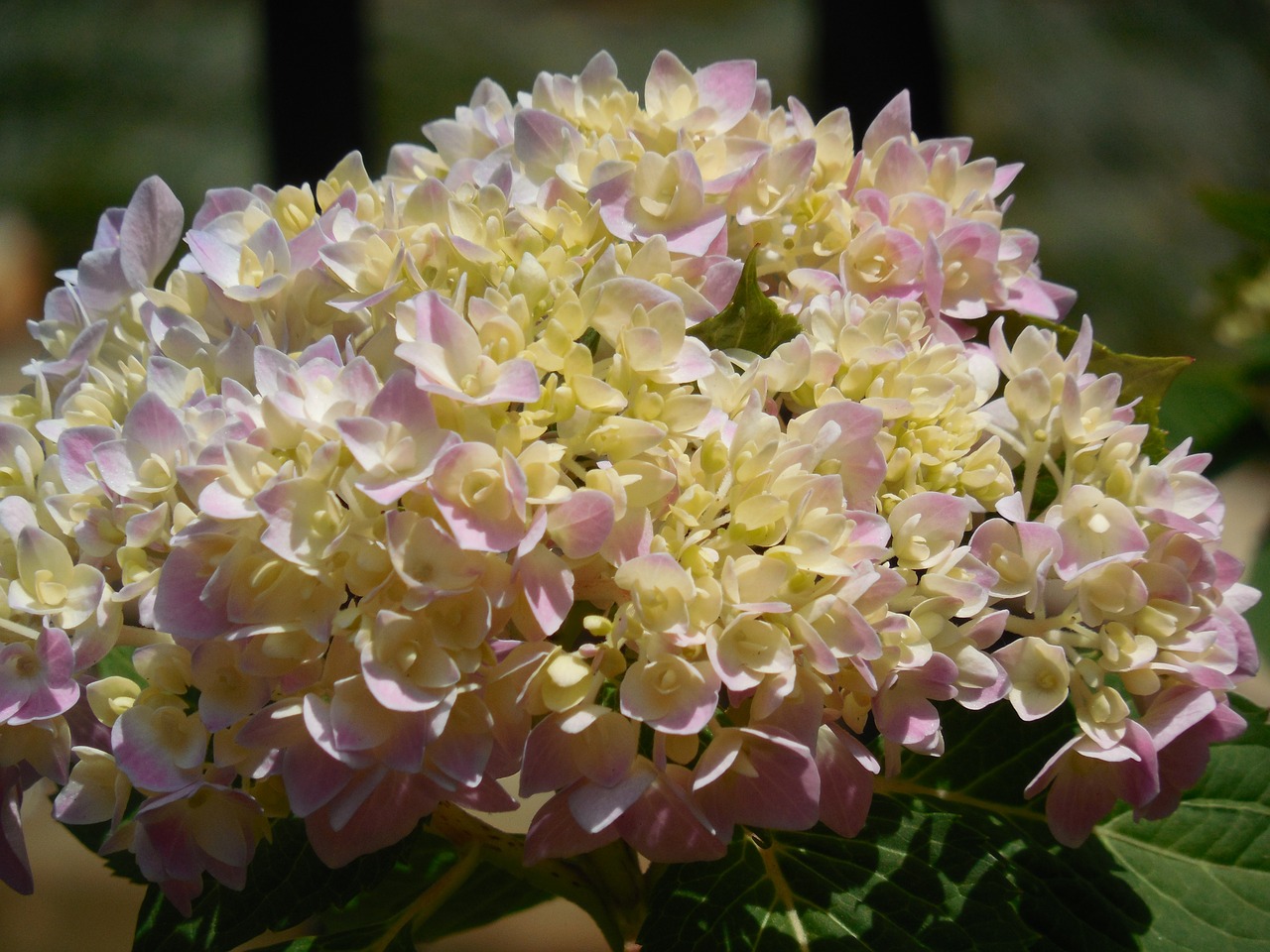 hydrangea bloom flower free photo