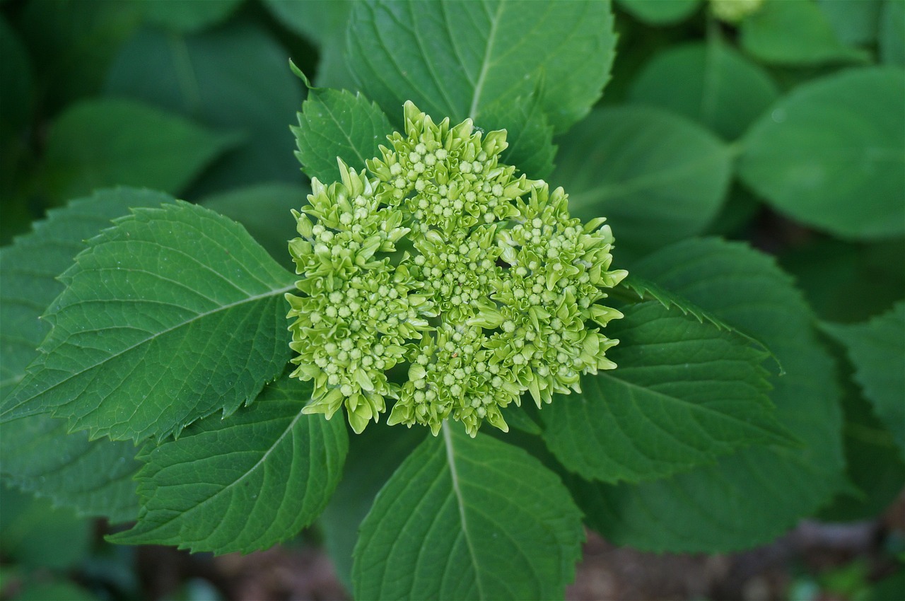 hydrangea green buds flowers blossoms free photo