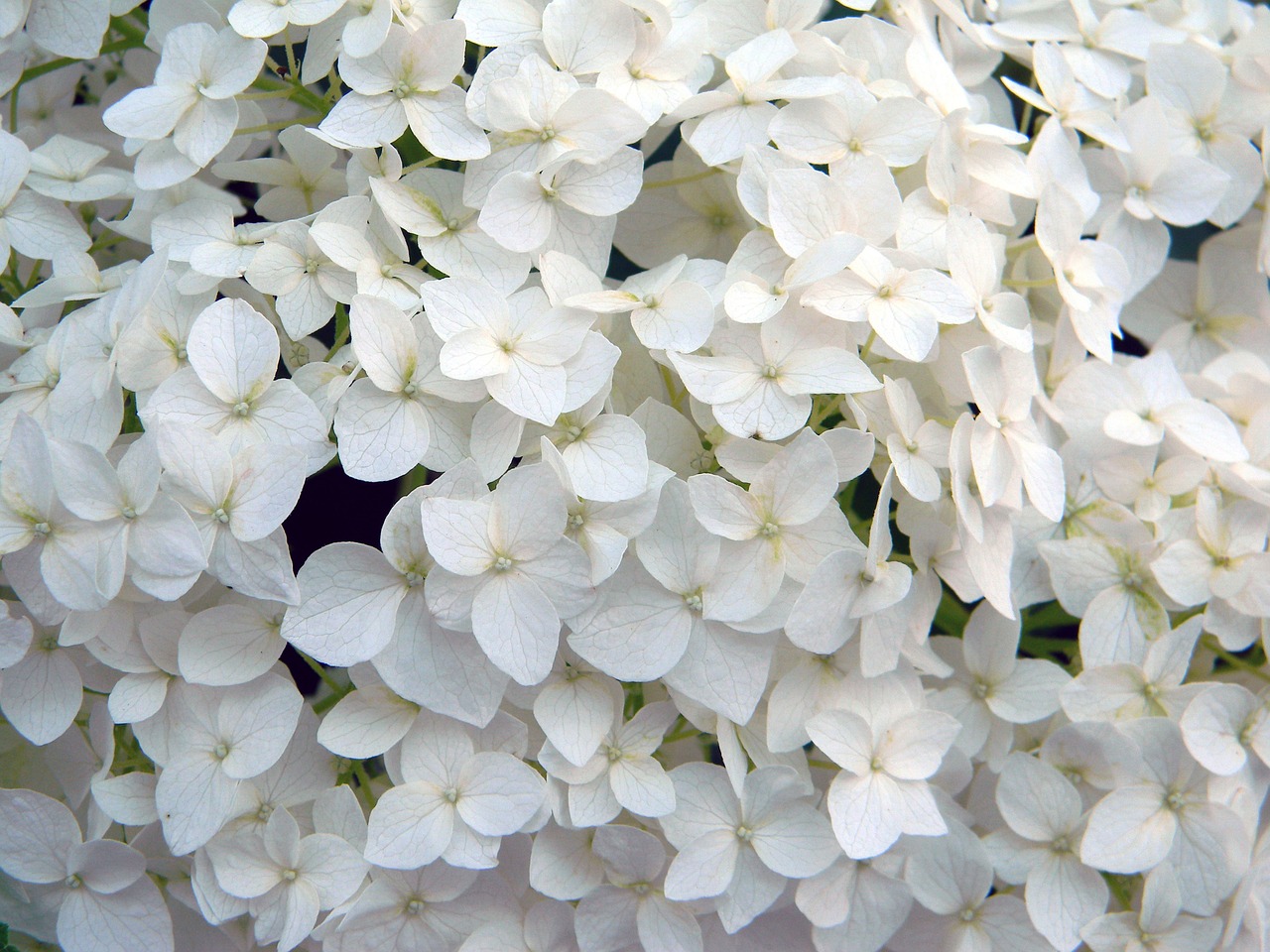 hydrangea white flower hydrangea special free photo