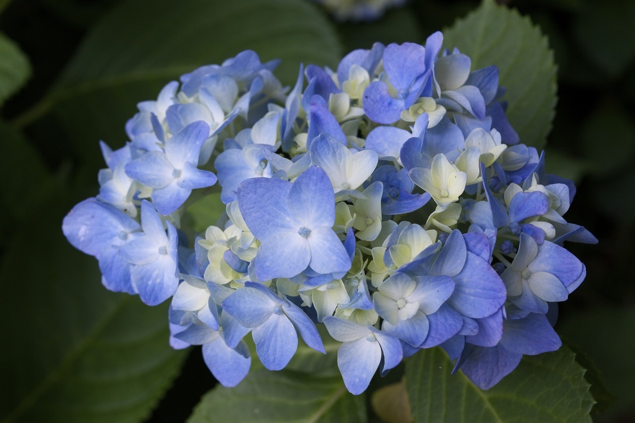 hydrangea flower botanical free photo