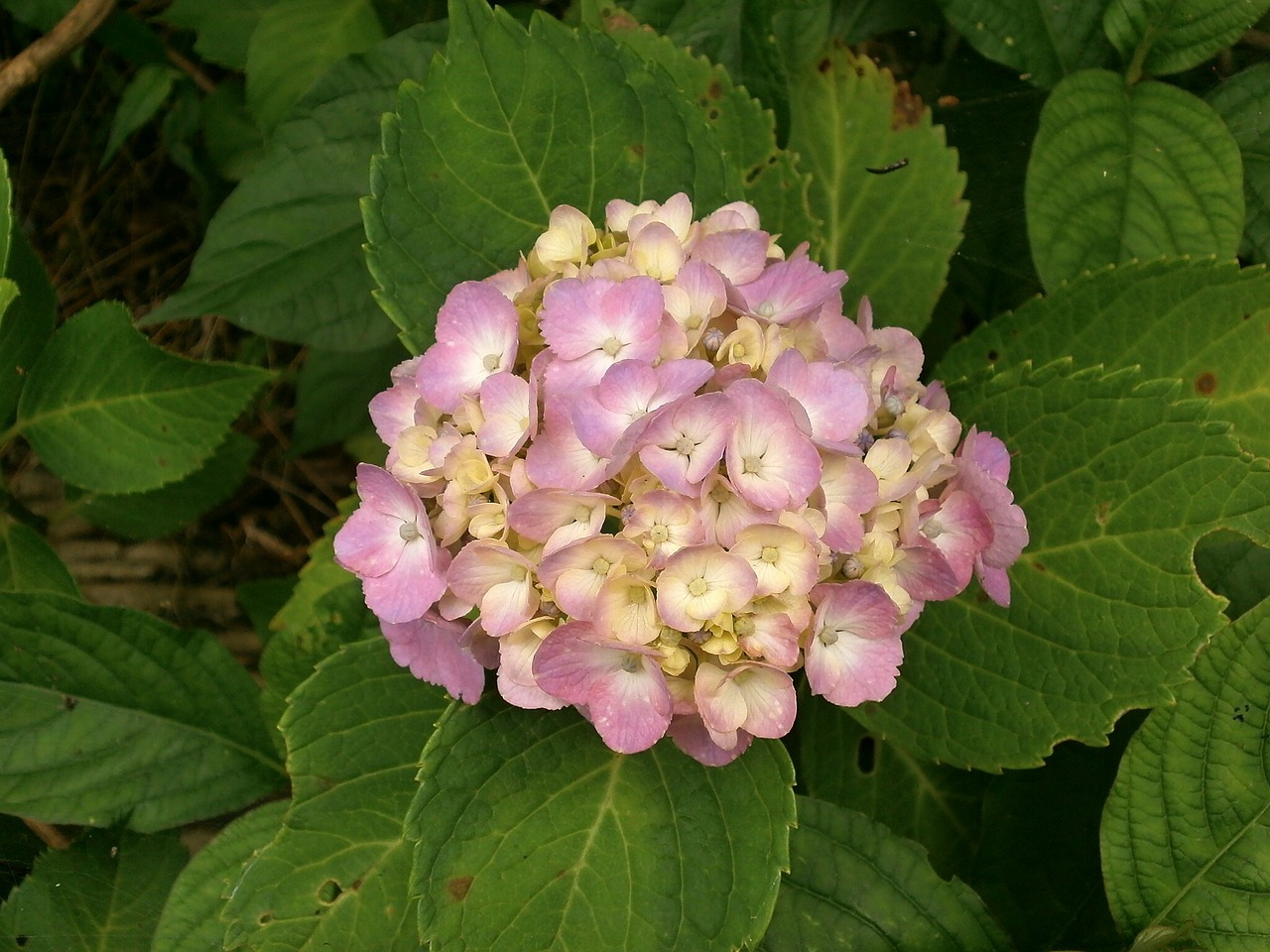 hydrangea summer flowers pink flower free photo