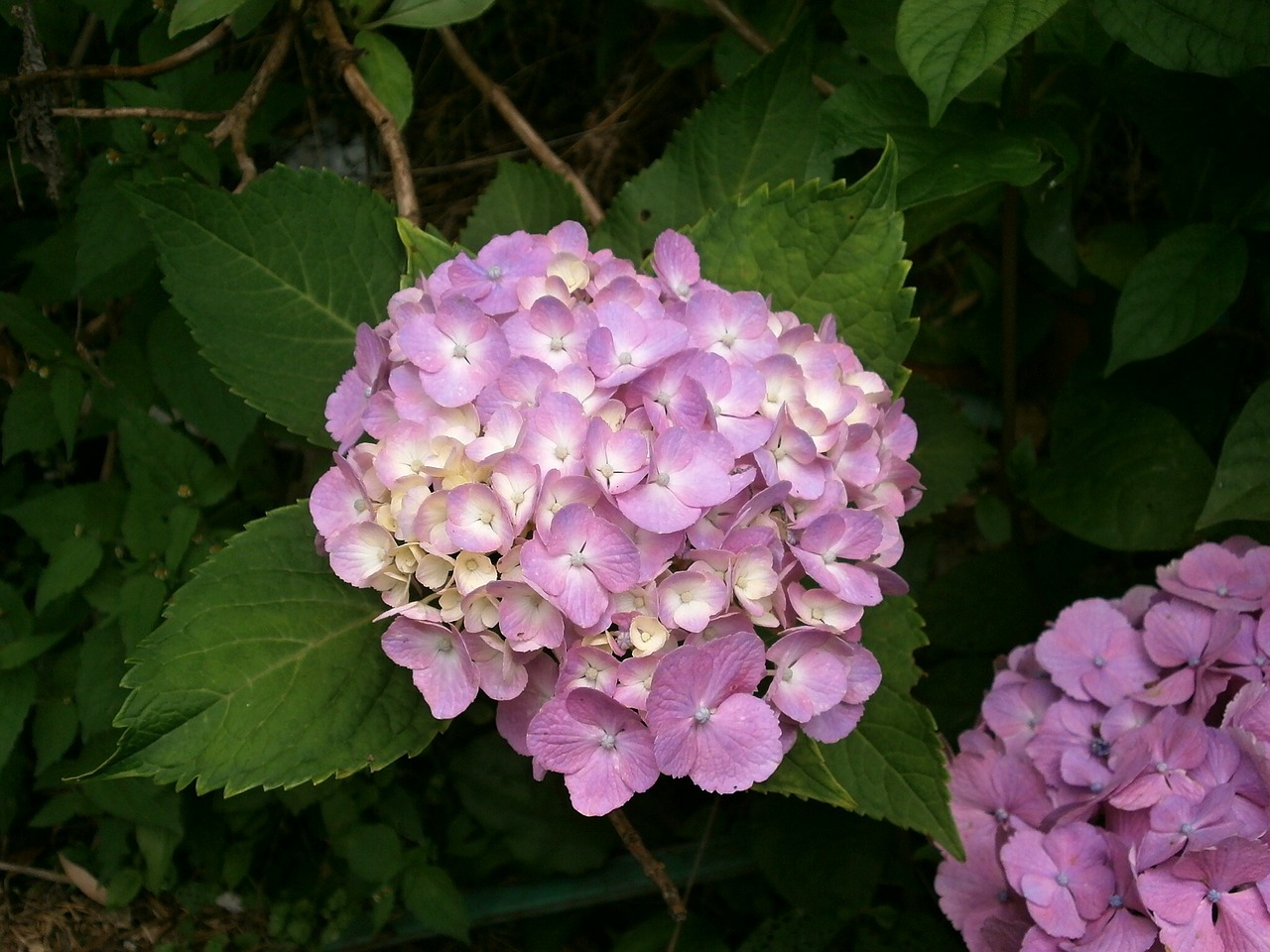 hydrangea summer flowers pink flower free photo